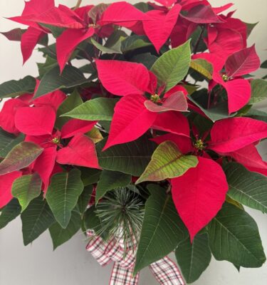 Locally Grown Poinsettia