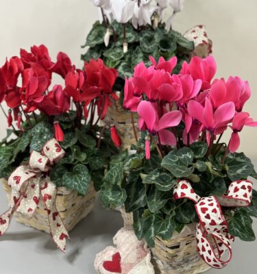 Locally Grown Cyclamen