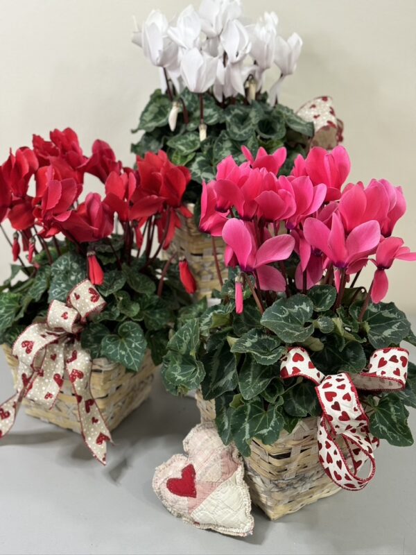 Locally Grown Cyclamen