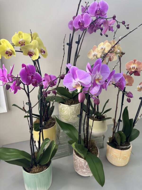 Colorful Phalaenopsis Orchid