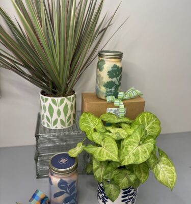 Herb Grow Kit & Plant Bundle