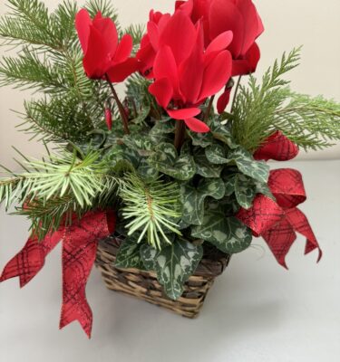 Locally Grown Cyclamen