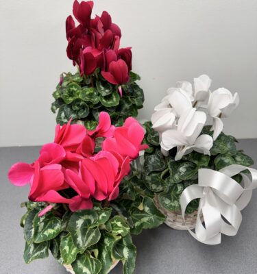 Locally Grown Cyclamen
